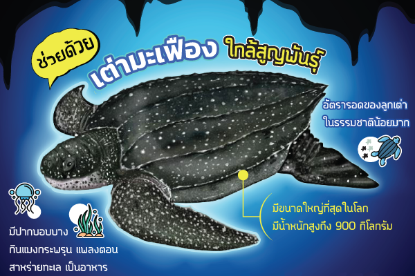 รูปประจำเรื่อง: วันเต่าโลก