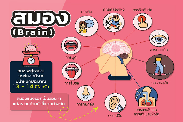 รูปประจำเรื่อง: มาเสริมความรู้ให้ “สมอง” ด้วยเรื่อง “สมอง” กันเถอะ