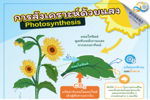 การสังเคราะห์ด้วยแสง (Photosynthesis)