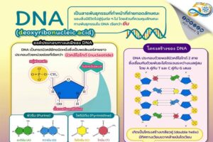 วันดีเอ็นเอโลก (World DNA Day)