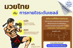 มวยไทยกับการหายใจระดับเซลล์