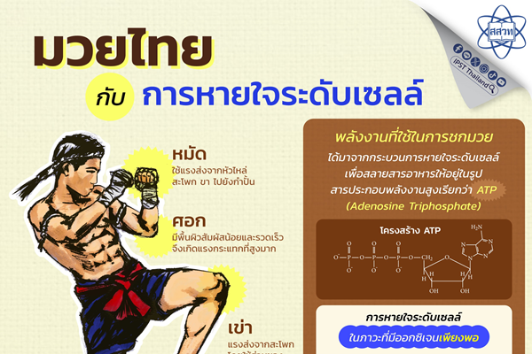 รูปประจำเรื่อง: มวยไทยกับการหายใจระดับเซลล์
