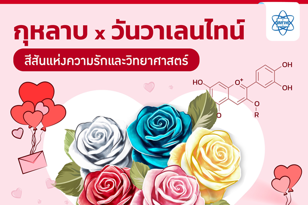 รูปประจำเรื่อง: กุหลาบกับวันวาเลนไทน์ : สีสันแห่งความรักและวิทยาศาสตร์