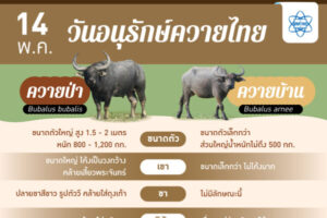 ทุกวันที่ 14 พฤษภาคม ของทุกปี เป็น “วันอนุรักษ์ควายไทย”
