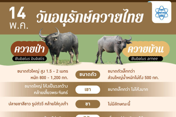 รูปประจำเรื่อง: ทุกวันที่ 14 พฤษภาคม ของทุกปี เป็น “วันอนุรักษ์ควายไทย”