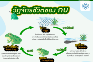 ชีวิตในหยดฝนกับวัฏจักรชีวิตของกบ (เบื้องต้น)
