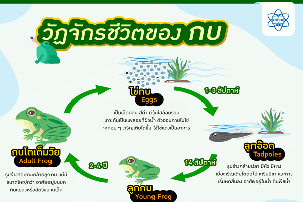 รูปประจำเรื่อง: ชีวิตในหยดฝนกับวัฏจักรชีวิตของกบ (เบื้องต้น)