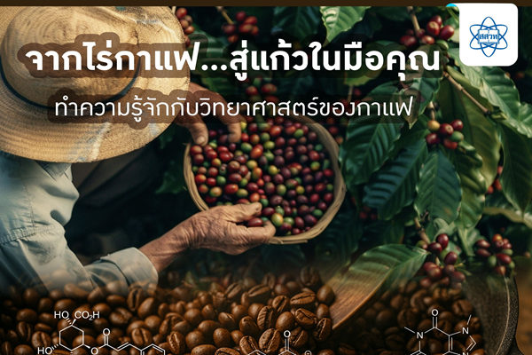 จากไร่กาแฟ สู่แก้วในมือคุณ ทำความรู้จักกับวิทยาศาสตร์ของกาแฟ
