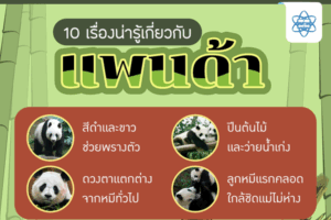 “27 ตุลาคม วันแพนด้าสากล” 🐼 รำลึกเจ้าหมีขาวดำผู้เป็นทูตแห่งมิตรภาพโลก