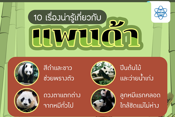 รูปประจำเรื่อง: “27 ตุลาคม วันแพนด้าสากล” 🐼 รำลึกเจ้าหมีขาวดำผู้เป็นทูตแห่งมิตรภาพโลก