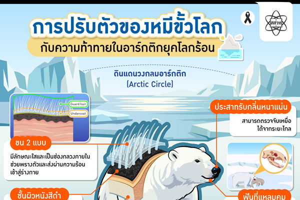 รูปประจำเรื่อง: การปรับตัวของหมีขั้วโลกกับความท้าทายในอาร์กติกยุคโลกร้อน