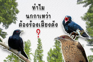 กาเว้า กาเว้า กาเว้า…เคยได้ยินกันไหมคะ