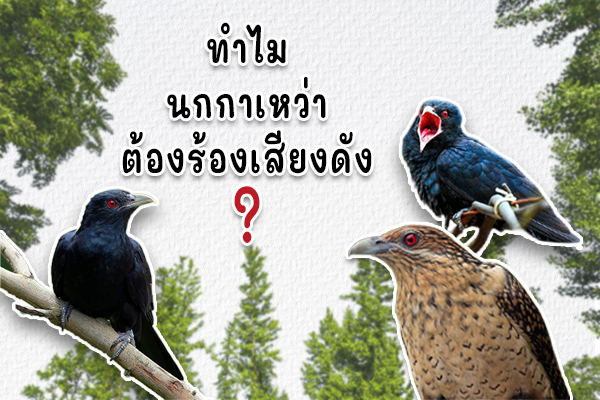 รูปประจำเรื่อง: กาเว้า กาเว้า กาเว้า…เคยได้ยินกันไหมคะ